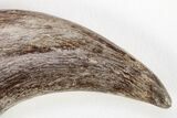 Fossil Raptor (Anzu) Hand Claw - Excellent Condition! #206426-7